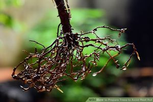 uploads/images/disease/root rot jasmine.jpg